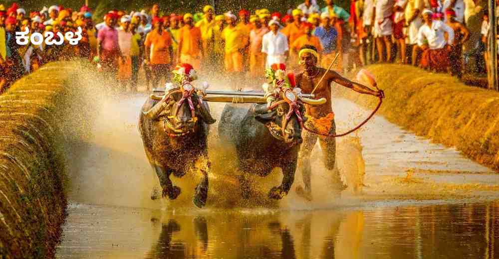 Kambala